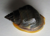 Nassarius pullus, (Linné, 1758)